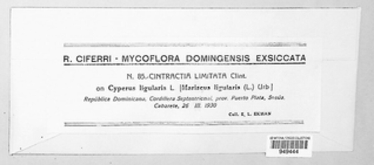 Cintractia limitata image